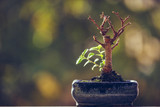 Fototapeta Konie - Dry bonsai tree trunk in a pot with fresh green sprigs over blurred natural background with copy space. Nature revival power. Resilience concept. Life triumph.