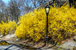 Lamppost in Central Park with yellow flowers