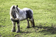 Pony standing in the field