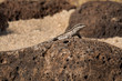 A lizard basking in the sun