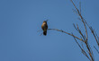 A Rufous Hummingbird Looks On