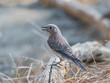 Juvenile Western Bluebird