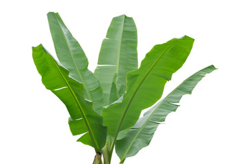 banana leaf isolated on white background, File contains a clipping path.