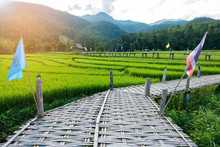 Rural Green Rice Fields And Bamboo Bridge In Pai , Mae Hong Son Province.