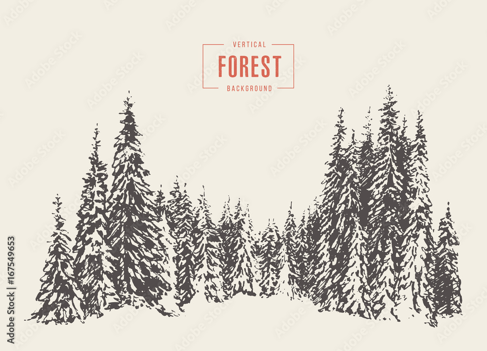 Pine forest vector illustration hand drawn, sketch Stock Vector | Adobe ...
