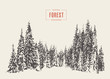 © Alexandr Bakanov - Pine forest vector illustration hand drawn, sketch