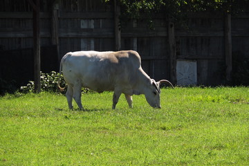 Brahman Bull #2