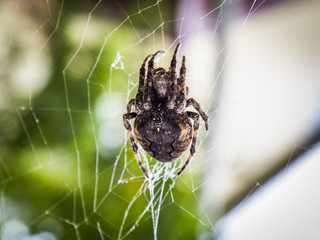 Big spider on a web. Araneus.
