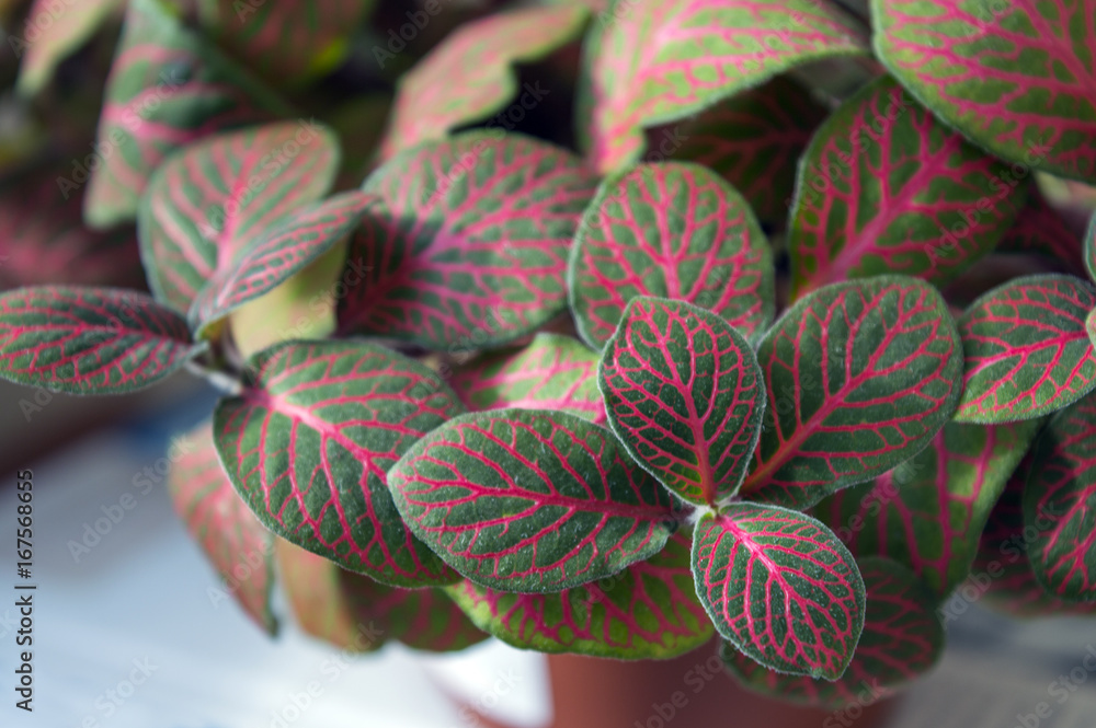 Bright green-and-pink leaves of nerve-plant fittonia verschaffeltii close up, green mosaic leaves with pink veins