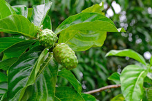 Noni Or Morinda Citrifolia, Great Morinda, Indian Mulberry