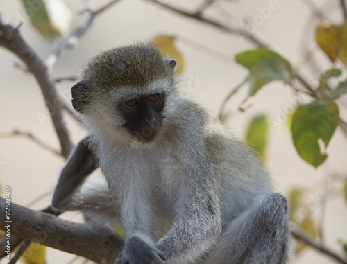 Fotografie, Obraz Vervet monkey, sitting on branch with arms folded over legs, looking right with green foliage in background