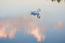 White Swan Reflection On Water