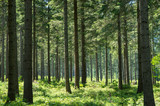 Coniferous forest in the Austrian Alps