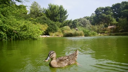 Wall Mural - brown duck swimming by the camera