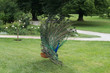 Majestic peacock in the garden