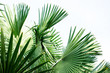 canvas print picture - Fiji fan palm