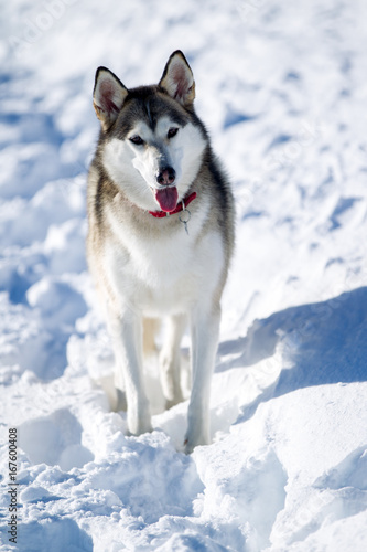 Cane Alaskan Husky Esquimese Buy This Stock Photo And Explore Similar Images At Adobe Stock Adobe Stock