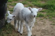 Lambs in the field