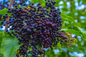 Beeren am Zaun