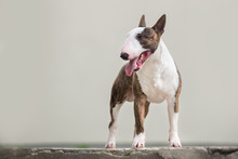 English Bull Terrier Dog Standing Outdoors