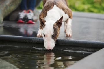 Sticker - bull terrier dog drinking from a fountain