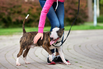 Sticker - happy english bull terrier dog on a walk with owner