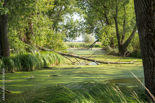 Cuadros en Lienzo swampland at river's delta in Slovakia in summer