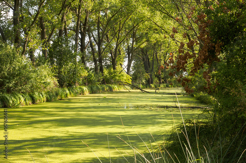 Fotografía swampland at river's delta in Slovakia in summer