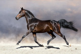 Fototapeta Konie - Beautiful horse trotting in sandy field