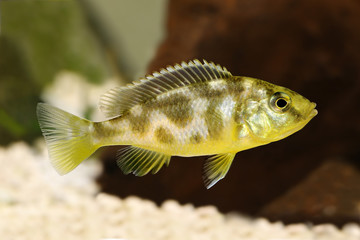 Venustus Cichlid Nimbochromis venustus aquarium fish 