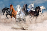 Fototapeta Konie - Horse herd run in desert dust storm