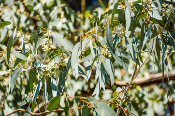 Closeup of eucalyptus leaves and flowers in forest in California with white bark trees during sunny spring day