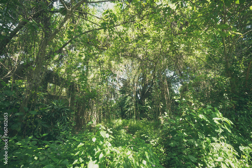 tropical jungle rainforest background