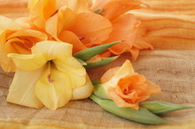 Yellow And Orange Gladioli Flower