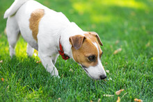 A Small Dog Jack Russell Terrier Walking And Sniffing Grass On Green Lawn At Sunny Day. Copy-space