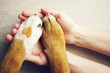 Leinwandbild Motiv Dog paws with a spot in the form of heart and human hand close up, top view. Conceptual image of friendship, trust, love, the help between the person and a dog