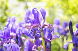 A photo of  beautiful Siberian iris flowers in a garden. The alternative name of Siberian Iris is Siberian flag. Selective focus.