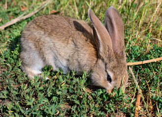 Gray young rabbit on green grass in the garden