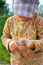 A Cute Young Child Girl Holding A Frog Toad In Hands And Laughing
