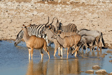 Kudu Antelopes, Zebras And Blue Wildebeest At A Waterhole, Etosha National Park, Namibia.