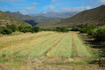 Canvas Print - Rural landscape of farmland against a backdrop of mountains, Western Cape, South Africa.