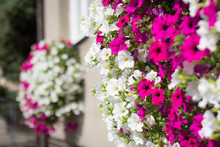 Vibrant White And Pink Petunia - Surfinia Flowers In Wall Mounted Hanging Basket