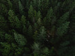 Aerial shot of tree tops in dense forest.