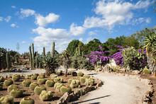 Cactus Garden At Island Majorca, Balearic Islands, Spain.