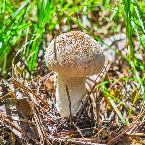 Fotografie, Obraz Edible mushroom Golovach oblong (lat. Calvatia excipuliformis)
