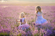 Beautiful girls in a field of lavender on sunset. Beautiful girls in amazing dresses walk on the field of lavender.