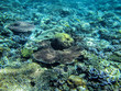 Die Unterwasserwelt eines indonesischen Korallenriffs