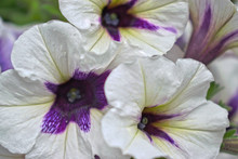 Closeup Of White And Purple Morning Glories
