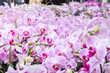 Beautiful purple pink orchid - phalaenopsis (orchid)