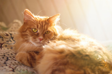 Wall Mural - Cute Red Cat relaxing in sun rays at home - cat lying indoor